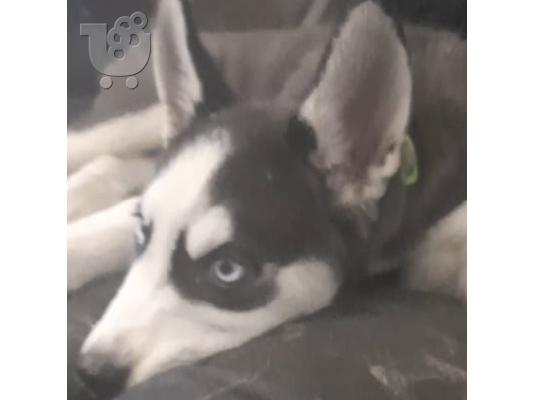 Καθαρόαιμο σιβηρικό χάσκυ κουτάβι - Pure-bred siberian husky puppy...
